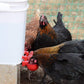 🐔 Köp 1, få 1 gratis💧 Automatisk vattenkopp för kyckling – håller vatten rent och fräscht – perfekt för hälsosam uppfödning 🌿