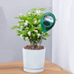 🌱 50 % RABATT NU! 💧 Professionell jordfuktighetsmätare – exakta avläsningar & färgkodsskala – perfekt för inomhus- och utomhusväxter 🏡