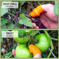 🔥🎁Köp 1 få 1 gratis🔥🌿👍 Tumkniv för trädgårdsarbete – Fingersax i rostfritt stål för skörd av grönsaker, frukt och blommor