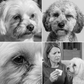 🐶🐱 50% RABATT – Ta Bort Tårfläckar Snabbt & Skonsamt