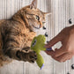 🐱🧸 Kattleksak i plysch med kattmynta – bita, leka, koppla av! 🌿😸