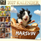 ☀️ 50 % RABATT🐹 Ett helt år med söta marsvin – charmig väggkalender