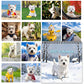 🔥🎁 NYHET – 50 % RABATT Kalender för West Highland White Terrier 2027